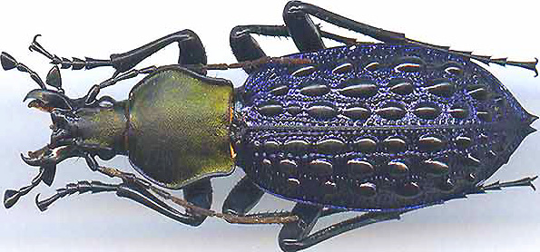 http://www.gorodinski.ru/carabus/Coptolabrus pustilifer szetschuanicus.jpg